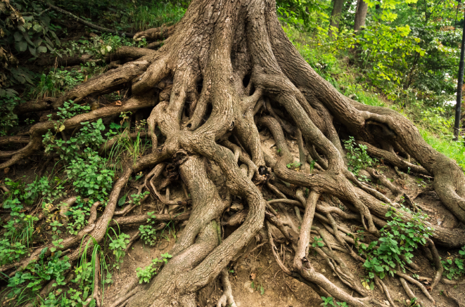 Tree big and long roots like family roots